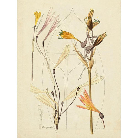 Antique Botanical Sketch VI White Modern Wood Framed Art Print by Vision Studio