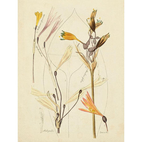 Antique Botanical Sketch VI Gold Ornate Wood Framed Art Print with Double Matting by Vision Studio