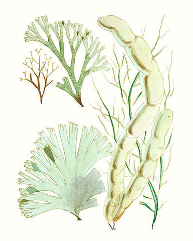 Antique Seaweed Composition I White Modern Wood Framed Art Print with Double Matting by Vision Studio