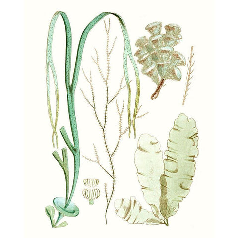 Antique Seaweed Composition IV White Modern Wood Framed Art Print by Vision Studio