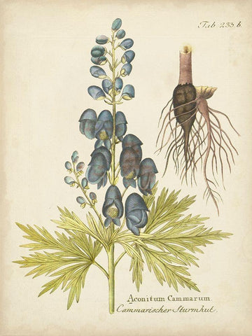 Eloquent Botanical II Black Ornate Wood Framed Art Print with Double Matting by Vision Studio