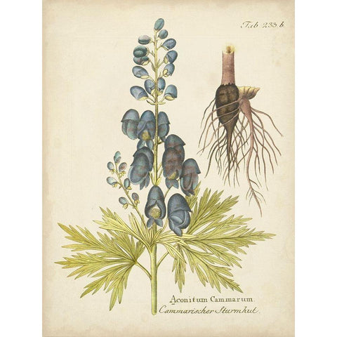 Eloquent Botanical II Gold Ornate Wood Framed Art Print with Double Matting by Vision Studio