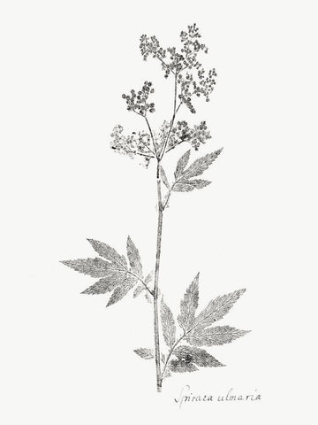 Botanical Imprint II White Modern Wood Framed Art Print with Double Matting by Vision Studio
