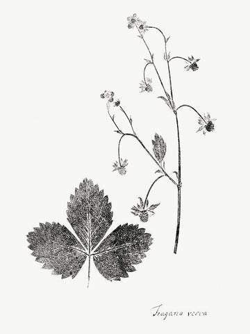 Botanical Imprint IV Black Ornate Wood Framed Art Print with Double Matting by Vision Studio
