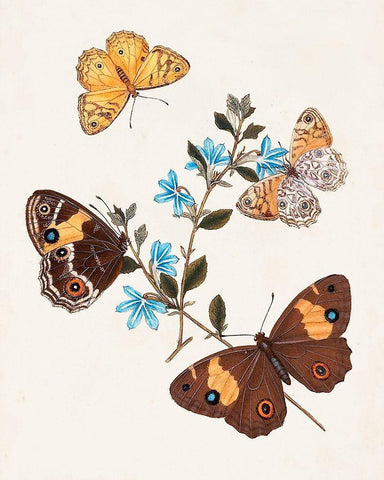 Butterflies and Moths I White Modern Wood Framed Art Print with Double Matting by Unknown