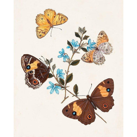 Butterflies and Moths I Black Modern Wood Framed Art Print by Unknown
