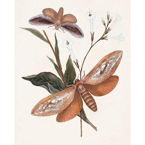 Butterflies and Moths II Gold Ornate Wood Framed Art Print with Double Matting by Unknown
