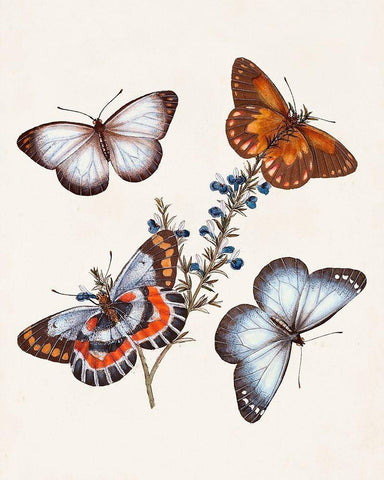 Butterflies and Moths III White Modern Wood Framed Art Print with Double Matting by Unknown