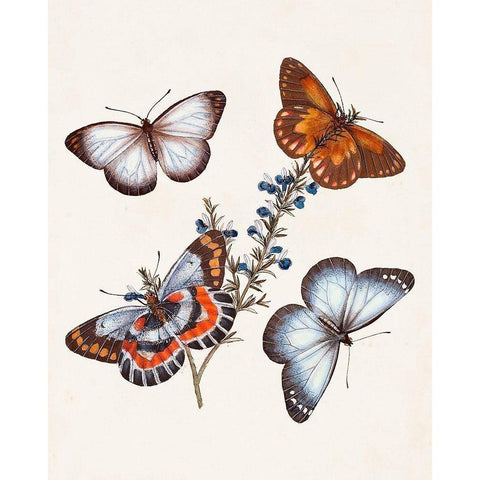 Butterflies and Moths III Black Modern Wood Framed Art Print with Double Matting by Unknown