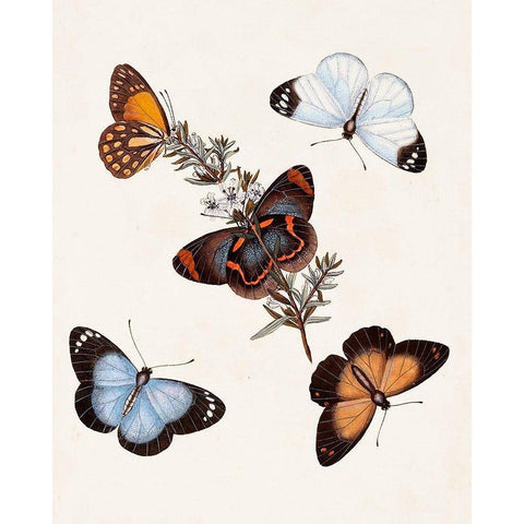 Butterflies and Moths IV Gold Ornate Wood Framed Art Print with Double Matting by Unknown