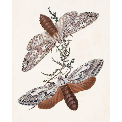 Butterflies and Moths V White Modern Wood Framed Art Print by Unknown