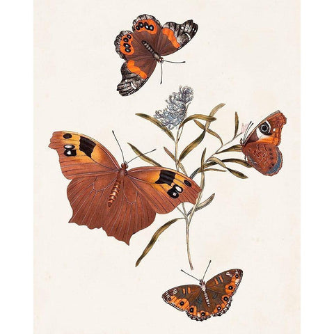 Butterflies and Moths VI White Modern Wood Framed Art Print by Unknown