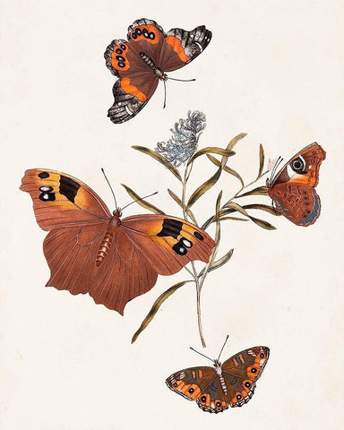Butterflies and Moths VI Black Ornate Wood Framed Art Print with Double Matting by Unknown