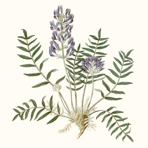 Graceful Botanical I White Modern Wood Framed Art Print by Vision Studio