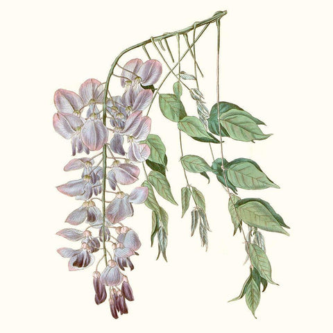 Graceful Botanical II Black Modern Wood Framed Art Print with Double Matting by Vision Studio