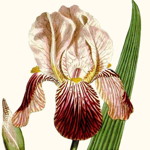 Cropped Antique Botanical VIII White Modern Wood Framed Art Print with Double Matting by Vision Studio