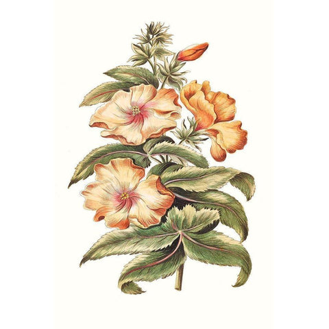 Flowering Hibiscus I White Modern Wood Framed Art Print by Unknown