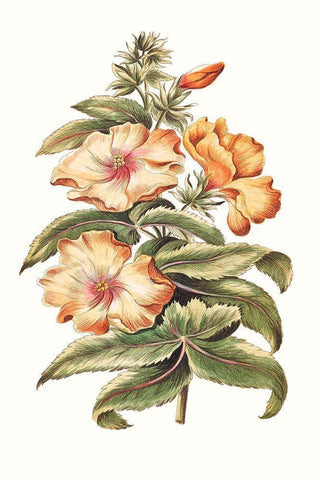 Flowering Hibiscus I White Modern Wood Framed Art Print with Double Matting by Unknown