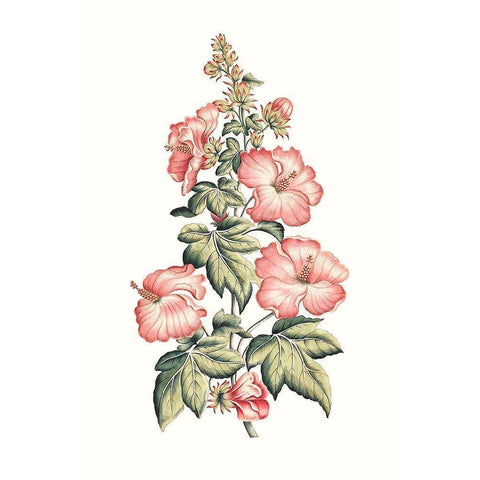 Flowering Hibiscus II Gold Ornate Wood Framed Art Print with Double Matting by Unknown
