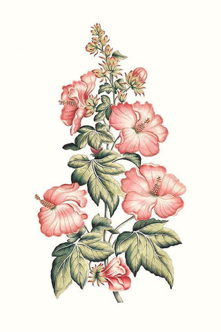 Flowering Hibiscus II White Modern Wood Framed Art Print with Double Matting by Unknown