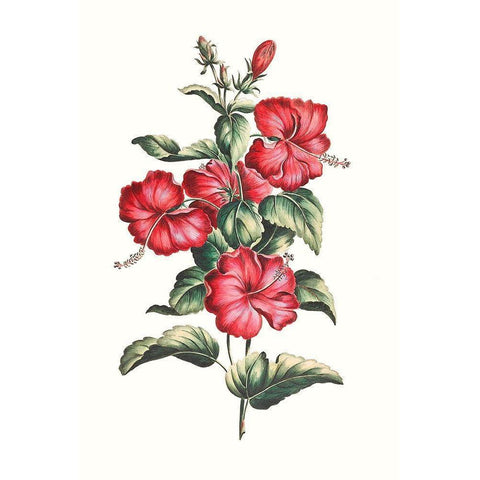 Flowering Hibiscus III White Modern Wood Framed Art Print by Unknown