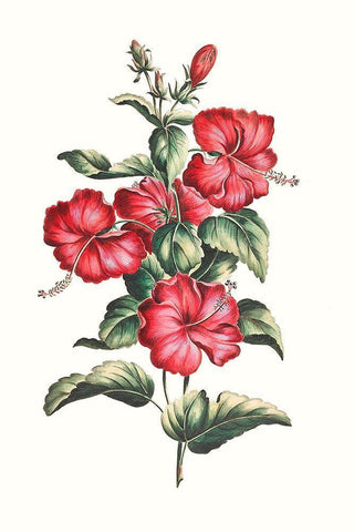 Flowering Hibiscus III White Modern Wood Framed Art Print with Double Matting by Unknown