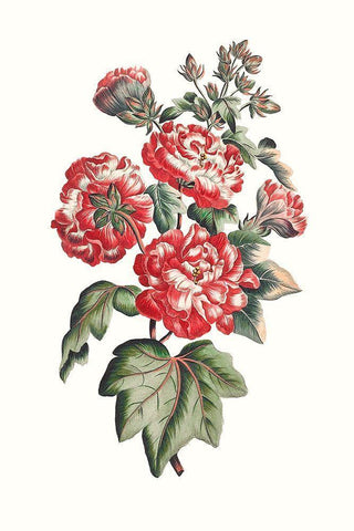 Flowering Hibiscus IV White Modern Wood Framed Art Print with Double Matting by Unknown