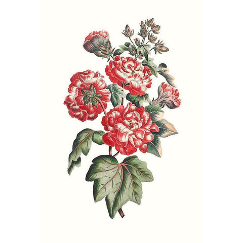 Flowering Hibiscus IV Gold Ornate Wood Framed Art Print with Double Matting by Unknown