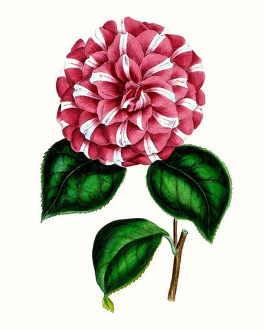 Grand Blooms I White Modern Wood Framed Art Print with Double Matting by Unknown