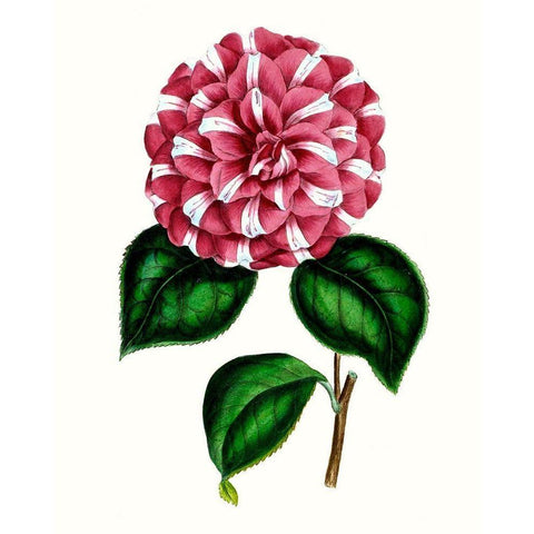 Grand Blooms I Black Modern Wood Framed Art Print by Unknown