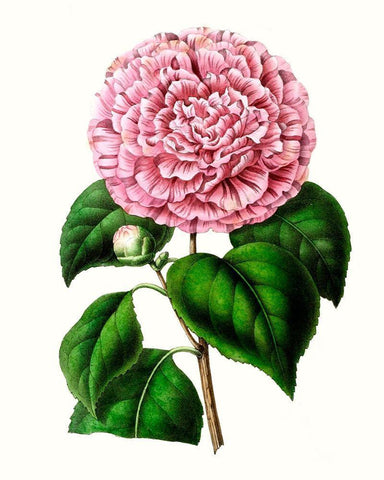 Grand Blooms II White Modern Wood Framed Art Print with Double Matting by Unknown