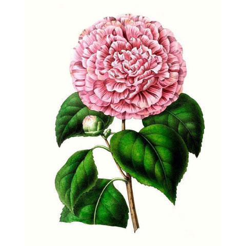 Grand Blooms II Gold Ornate Wood Framed Art Print with Double Matting by Unknown
