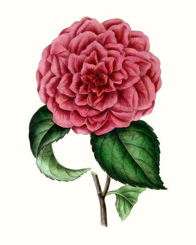 Grand Blooms III White Modern Wood Framed Art Print with Double Matting by Unknown