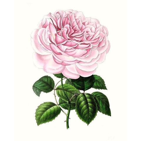 Grand Blooms IV White Modern Wood Framed Art Print by Unknown