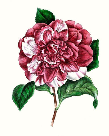 Grand Blooms V Black Ornate Wood Framed Art Print with Double Matting by Unknown