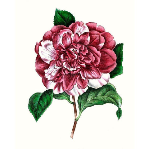 Grand Blooms V White Modern Wood Framed Art Print by Unknown