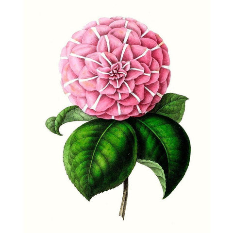 Grand Blooms VI White Modern Wood Framed Art Print by Unknown