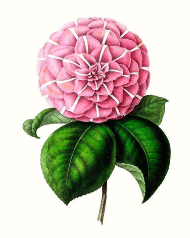 Grand Blooms VI Black Ornate Wood Framed Art Print with Double Matting by Unknown