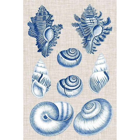 Navy and Linen Shells IV White Modern Wood Framed Art Print by Vision Studio