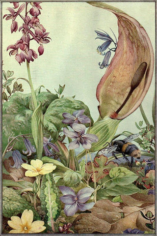 Garden Fantasy II White Modern Wood Framed Art Print with Double Matting by Unknown