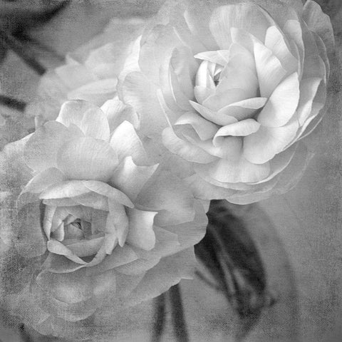 Dark Ranunculus I Black Modern Wood Framed Art Print by Stalus, Judy