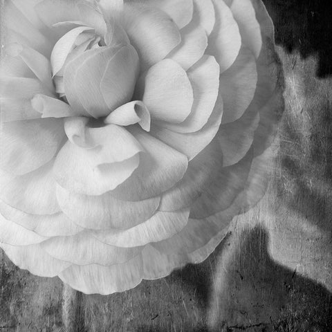 Dark Ranunculus II Black Modern Wood Framed Art Print by Stalus, Judy