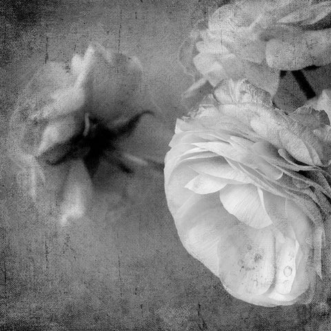 Dark Ranunculus III White Modern Wood Framed Art Print with Double Matting by Stalus, Judy