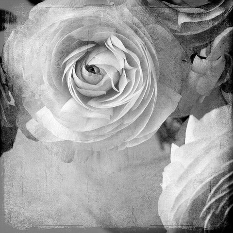 Dark Ranunculus IV White Modern Wood Framed Art Print with Double Matting by Stalus, Judy