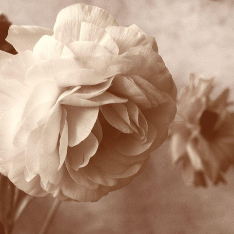 Sepia Rapture I Black Ornate Wood Framed Art Print with Double Matting by Stalus, Judy