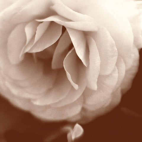 Sepia Rapture II Black Modern Wood Framed Art Print with Double Matting by Stalus, Judy