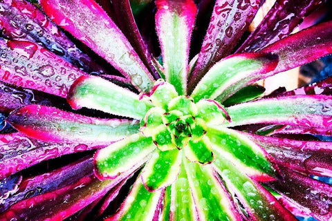 Bright Exotic I Black Ornate Wood Framed Art Print with Double Matting by Orlov, Irena