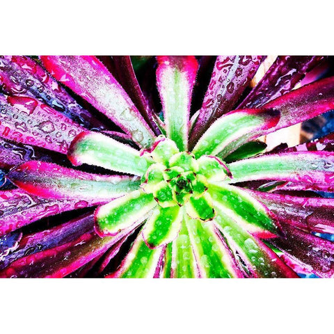 Bright Exotic I White Modern Wood Framed Art Print by Orlov, Irena