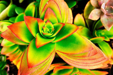 Bright Exotic II White Modern Wood Framed Art Print with Double Matting by Orlov, Irena