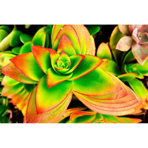 Bright Exotic II White Modern Wood Framed Art Print by Orlov, Irena